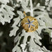 14 Karat Gold Plated Sand Dollar Pendant - Matador Diamond